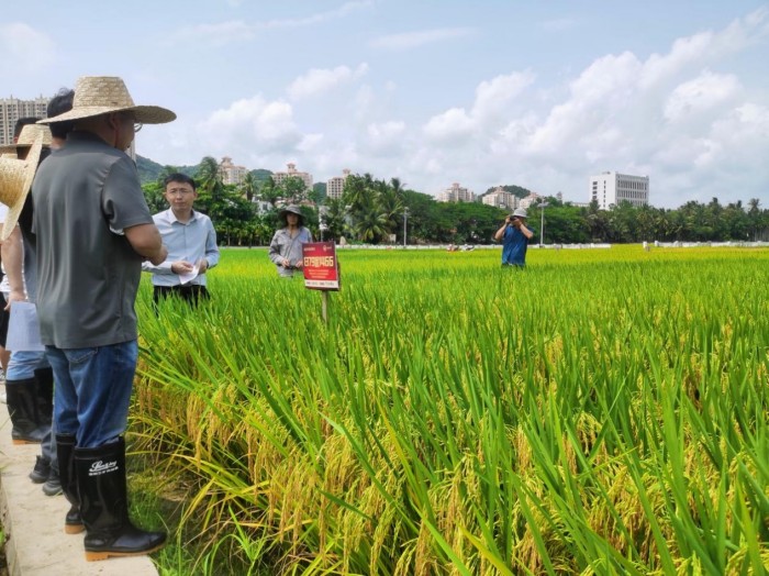 湖南興隆種業(yè)有限公司,長沙稻谷種植與銷售,長沙農(nóng)作物品種的選育,長沙農(nóng)業(yè)病蟲害防治服務(wù) 湖南興隆種業(yè)有限公司,長沙稻谷種植與銷售,長沙農(nóng)作物品種的選育,長沙農(nóng)業(yè)病蟲害防治服務(wù)