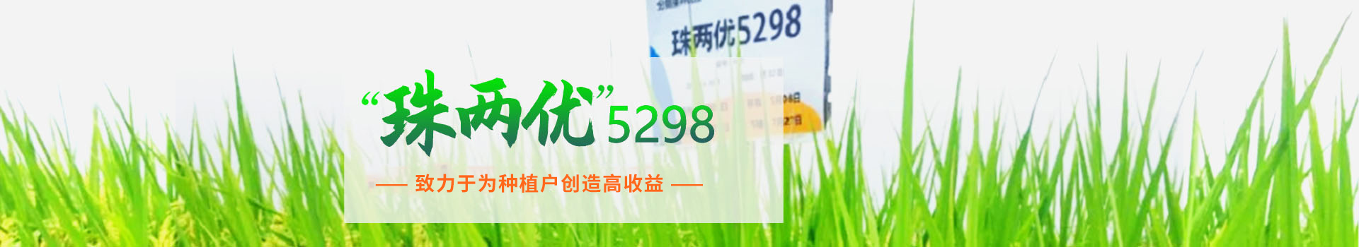 湖南興隆種業(yè)有限公司_長(zhǎng)沙稻谷種植與銷售|長(zhǎng)沙農(nóng)作物品種的選育 湖南興隆種業(yè)有限公司_長(zhǎng)沙稻谷種植與銷售|長(zhǎng)沙農(nóng)作物品種的選育