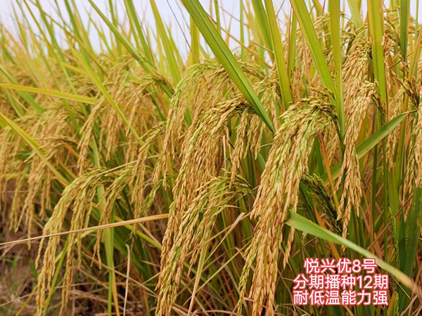 湖南興隆種業(yè)有限公司,長沙稻谷種植與銷售,長沙農(nóng)作物品種的選育,長沙農(nóng)業(yè)病蟲害防治服務(wù)