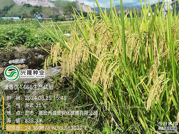 湖南興隆種業(yè)有限公司,長(zhǎng)沙稻谷種植與銷(xiāo)售,長(zhǎng)沙農(nóng)作物品種的選育,長(zhǎng)沙農(nóng)業(yè)病蟲(chóng)害防治服務(wù)