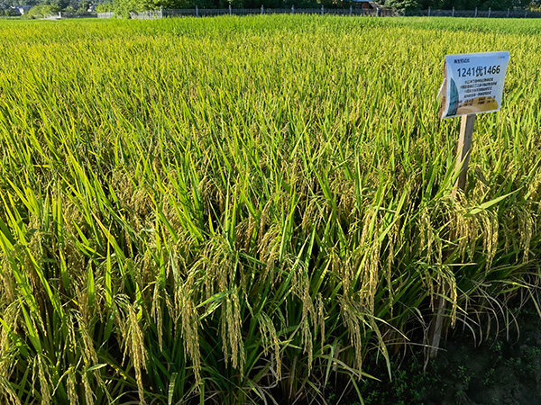 湖南興隆種業(yè)有限公司,長(zhǎng)沙稻谷種植與銷(xiāo)售,長(zhǎng)沙農(nóng)作物品種的選育,長(zhǎng)沙農(nóng)業(yè)病蟲(chóng)害防治服務(wù)
