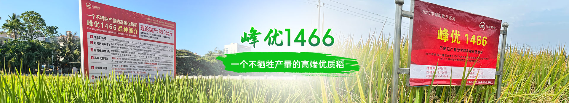 湖南興隆種業(yè)有限公司_長(zhǎng)沙稻谷種植與銷售|長(zhǎng)沙農(nóng)作物品種的選育 湖南興隆種業(yè)有限公司_長(zhǎng)沙稻谷種植與銷售|長(zhǎng)沙農(nóng)作物品種的選育