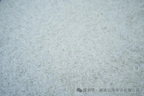 湖南興隆種業(yè)有限公司,長沙稻谷種植與銷售,長沙農(nóng)作物品種的選育,長沙農(nóng)業(yè)病蟲害防治服務(wù)